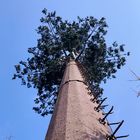 torre da pilha da camuflagem da árvore de coco 30m/S para exterior