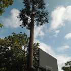 As telecomunicações artificiais da camuflagem da palmeira elevam-se sinal biônico Monopole móvel de Wifi da árvore